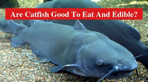 is catfish safe to eat.